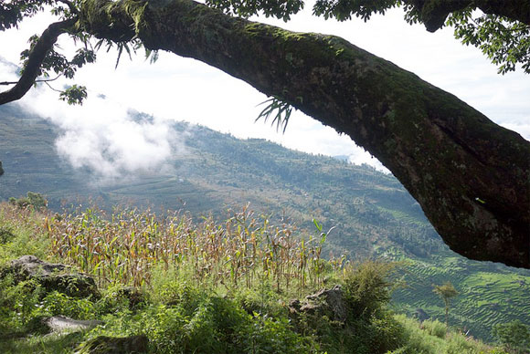 Photo: Corn Fields in Balche, Nepal