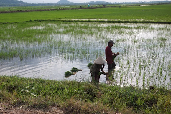 Rice Fields in Hue, Vietnam