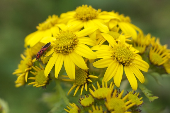 Flowers in the Himalayan Mountains