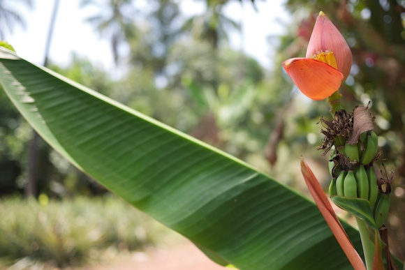 Baby Bananas in Moodabidri, Karnataka, India