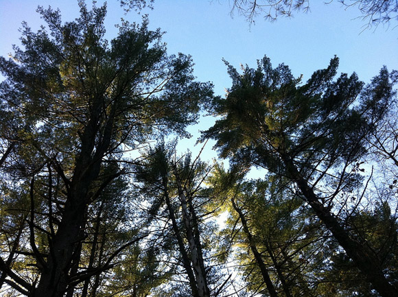 Pine Trees in Lowell-Dracut-Tyngsboro State Forest