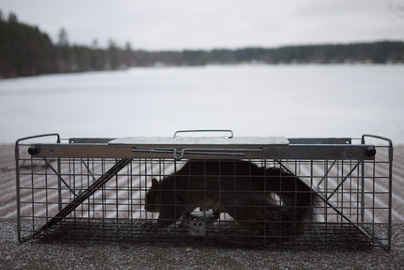 Photo: Squirrel Trapped in a Cage